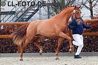 Viva Gold - Sir Donnerhall - Rubinstein