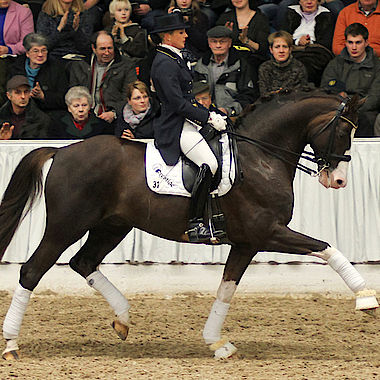 Bundeschampion 2011 der 6jährigen Reitpferde