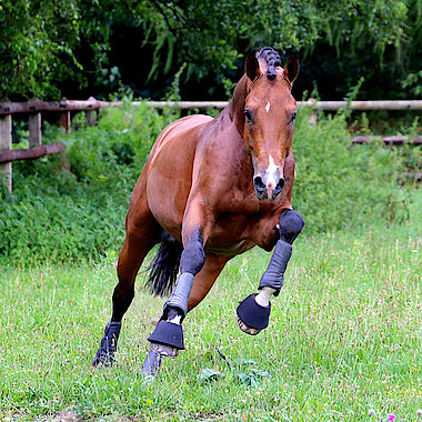 ...wie regelmäßiger Weidegang. Natürlich auch für die Deckhengste wie hier im Bild Sweet Hero