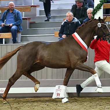 Prämienhengst Westfalen 2022